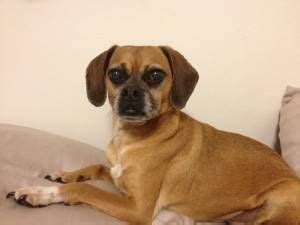 craigslist st louis pets|Sweet lab puppy .
